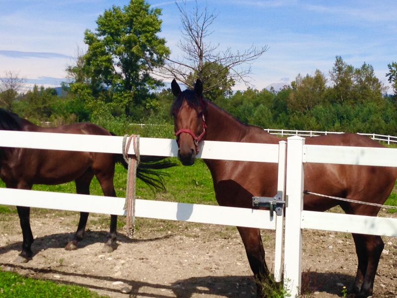 Equine Fence Installation in Roseville, CA