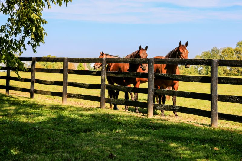 Horse Fence Replacement in South Houston, TX